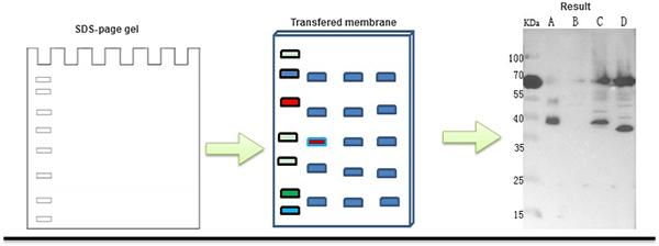 Western Blot