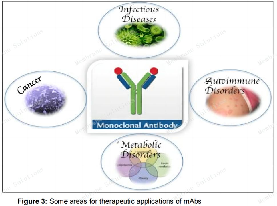 單克隆抗體的應用