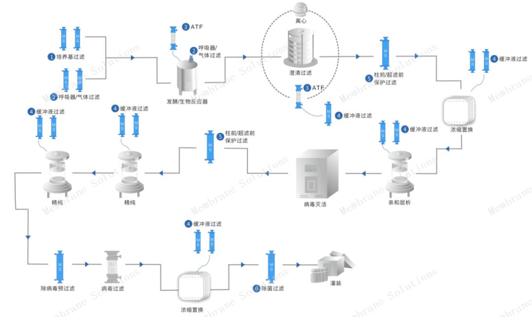 傳統單克隆抗體制備工藝流程圖