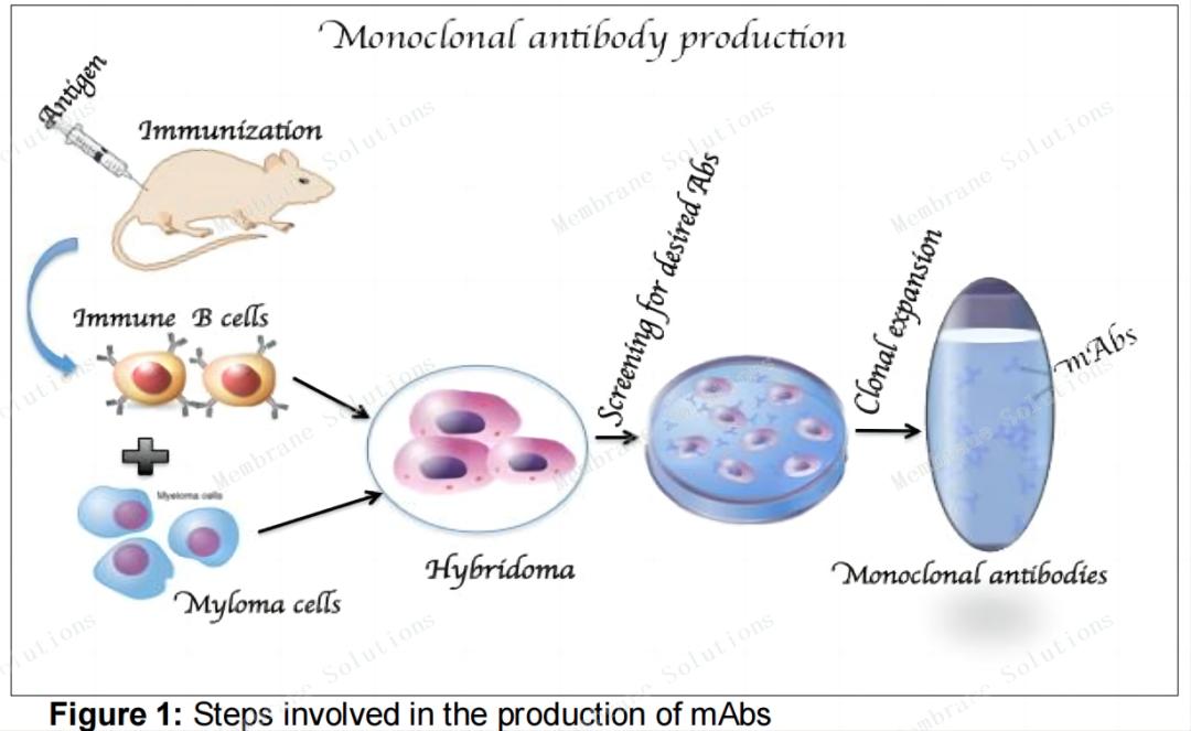 單克隆抗體制備中的技術