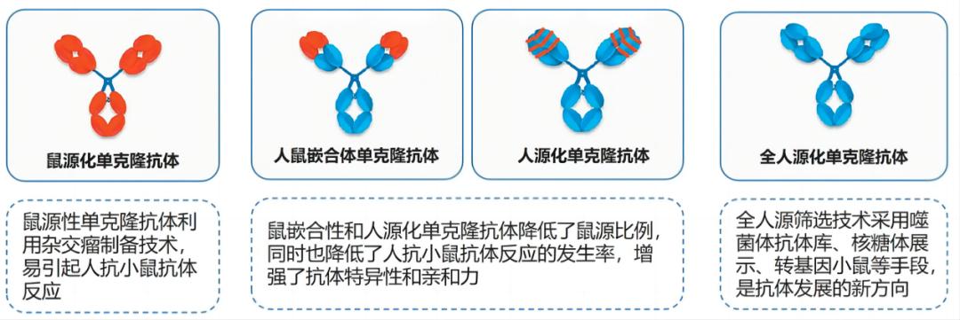 ?單克隆抗體開發階段